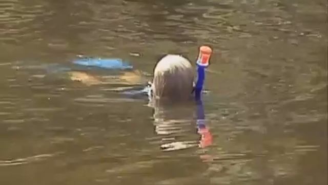 2 Энциклопедия кладоискателя, зубы мегалодона смотреть онлайн