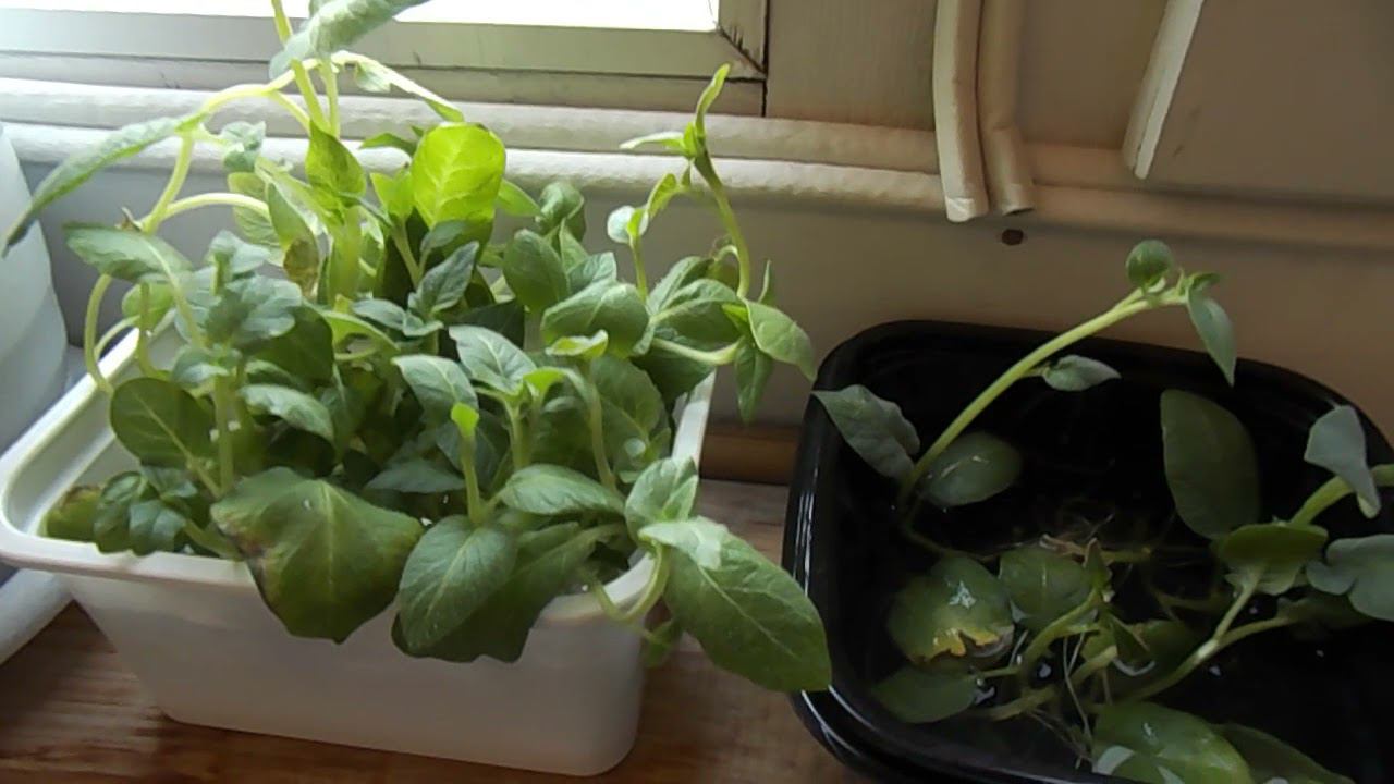 47 Выращивание картофеля из семян - использование верхушечных побегов для дальнейшего укоренения смотреть онлайн