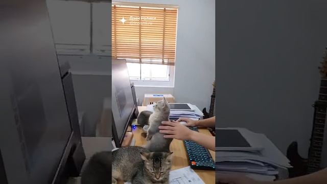 коты очень хорошо 
разбирается??