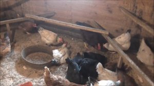 Куры:содержание зимой.