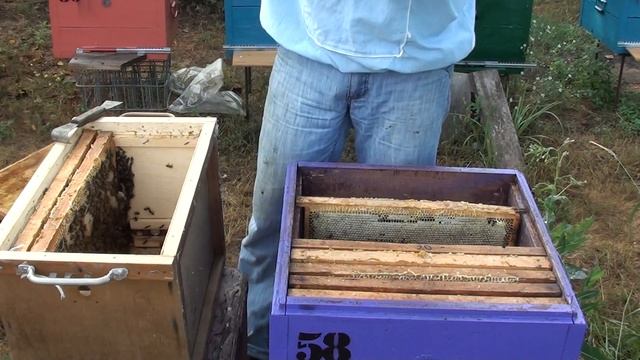 Пчеловодство. Пересадка роя из ловушки в улей. Сработала ловушка для пчел смотреть онлайн