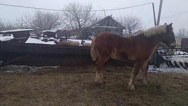 Русский тяжеловоз на продажу на племя смотреть онлайн
