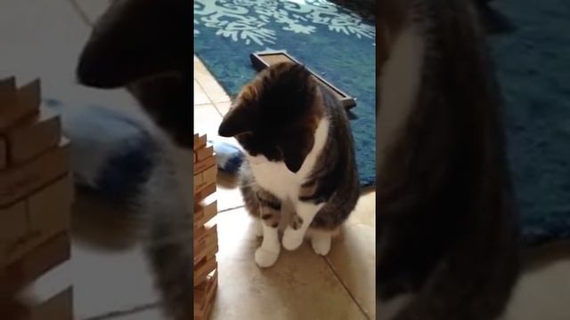 Jenga Cat смотреть онлайн