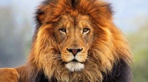 #15 Король Лев: Кто отец Налы? (теория)