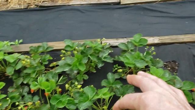 Обзор сортов клубники Шарлотта, Ания и Маригет. Предупреждаю!Буду плямкать. смотреть онлайн