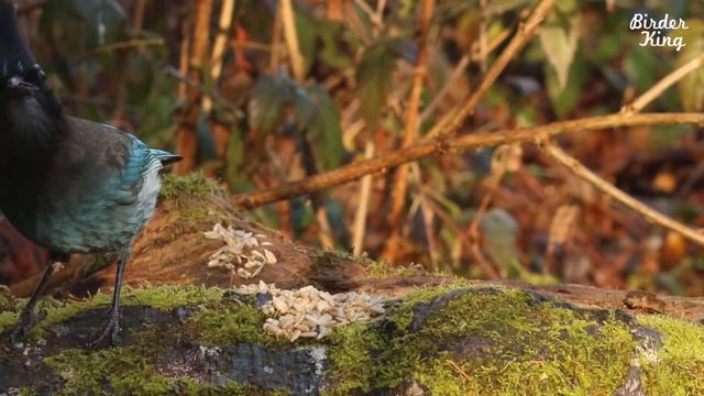 cat tv for cats to watch - Beautiful Birds and Squirrels in Canadian Forest. смотреть онлайн