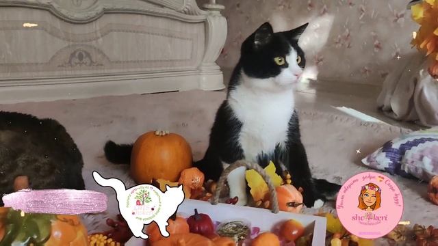 ?? как спинальник Тедди принимает участие в чаепитие ?? всё своротить! Всё откусить ? смотреть онлайн