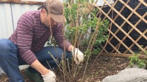 Обрезка метельчатой гортензии