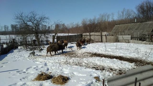 Моё хозяйство! Начинающий овцевод