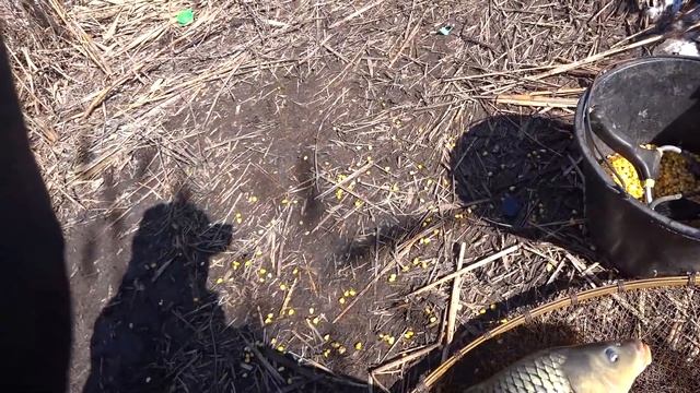 ЛОВЛЯ САЗАНА РАННЕЙ ВЕСНОЙ !!!!! смотреть онлайн