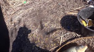 ЛОВЛЯ САЗАНА РАННЕЙ ВЕСНОЙ !!!!!