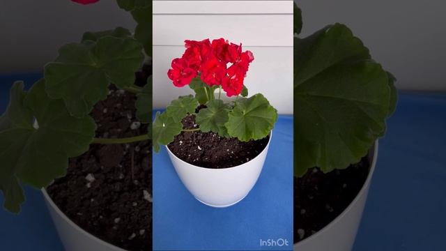‼️‼️Защита от всего плохого ? Красная герань в доме? #пеларгония #flowers #цветынабалконе смотреть онлайн