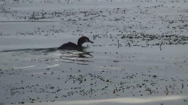 Чомга смотреть онлайн