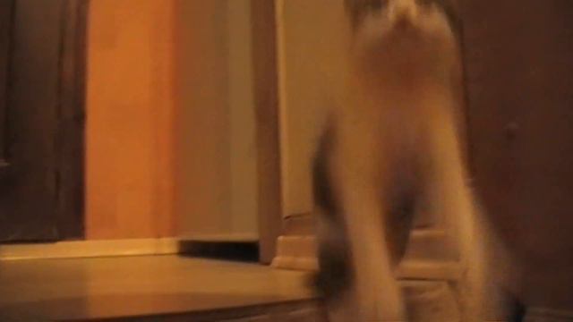 Возьмите себе котенка