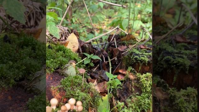 Монолог грибов