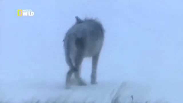 Русская душа Федора Павловича Воробьева Охота на волка смотреть онлайн