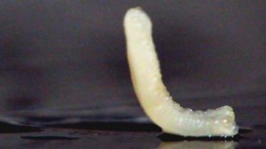 Огуречный цепень. Кошачий глист-паразит. Cucumber Tenderness -Cat's worm-parasite.