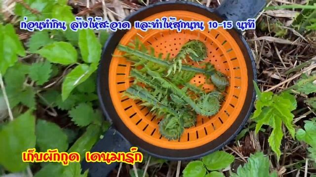 Pick Matteuccia Struthiopteris เก็บผักกูดฝรั่ง Strudsvinge ผักป่าเดนมาร์ก จากสวน คนไทยในต่างแดน