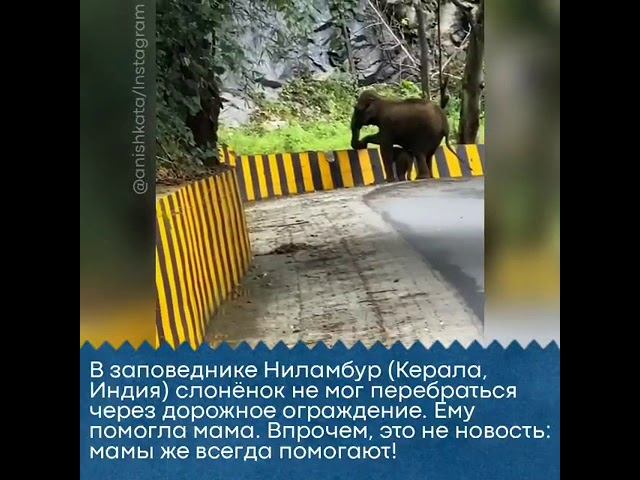 Слоненок пытается перебраться через ограду. Кто пришёл на помощь? смотреть онлайн