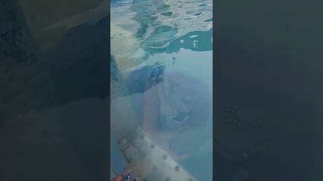 Пензенский зоопарк белый медведь смотреть онлайн