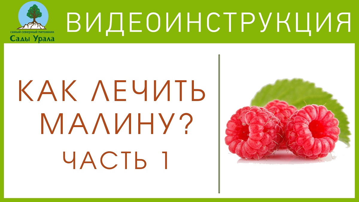 Малина. Борьба с пурпуровой пятнистостью. Часть 1: Как подготовить грядку под малину смотреть онлайн