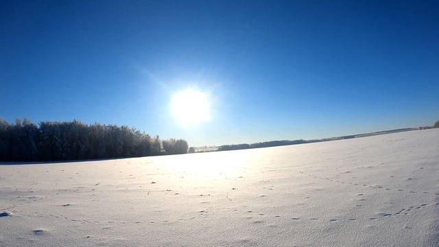 Зимняя загонная охота в Татарстане. Лось, кабан