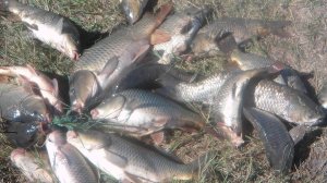 ловля карпа на реке Сал в Ростовской области