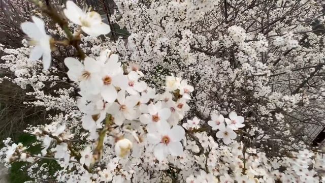 Тайган становится НЕВЕРОЯТНО КРАСИВЫМ! смотреть онлайн