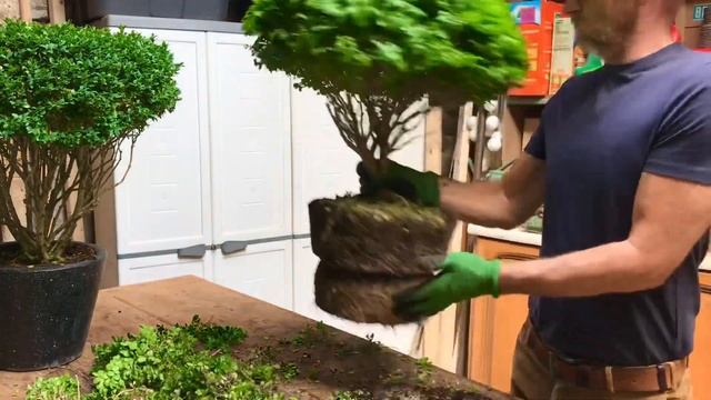 Topiary Buxus Trimming & Planting #buxus #topiary #boxwood #buxustopiary #boxwoodtopiary #trimming