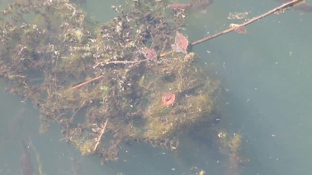 Рыба плавает в воде, видео 2018 (не рыбалка) смотреть онлайн