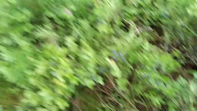 Черника поспела. Сезон сбора открыт. Все за урожаем! Советы для покупки черники на рынке. смотреть онлайн