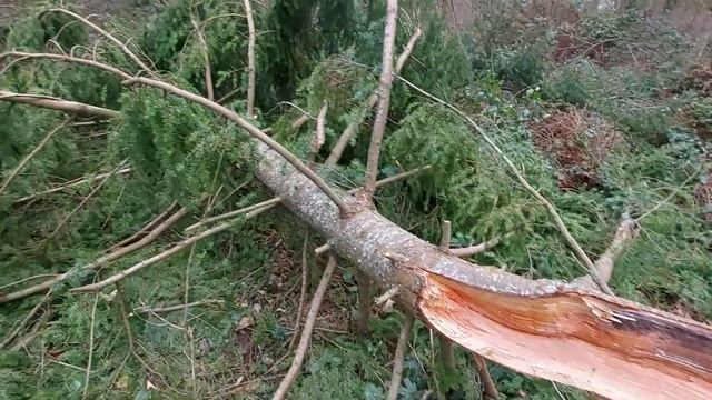 Nissan Primera P12: Fallen Trees On Dog Walk (Storm Eunice) смотреть онлайн