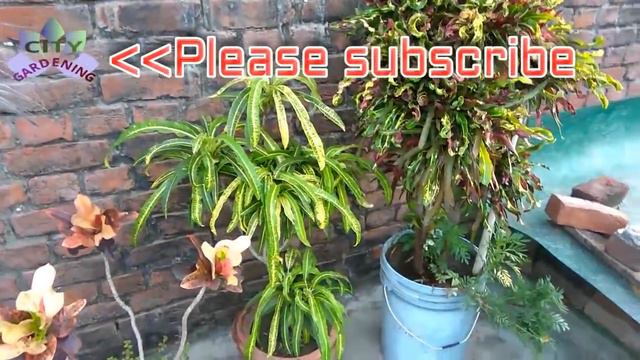 CROTON adds color to your garden: grow and care info смотреть онлайн