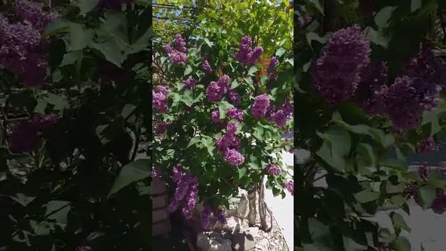 Уютный дворик для отдыха . смотреть онлайн