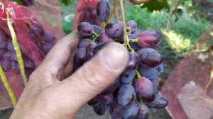 Проверенные и вкусные формы винограда Днепровский сувенир и Рембо на участке Бондарева В.В.