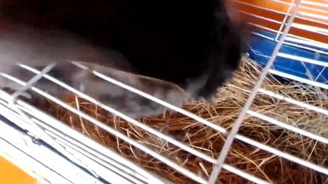 Отец с дочерью в деревне / мини влог