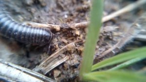 Многоножка или тысяченожка? видео макросъёмка