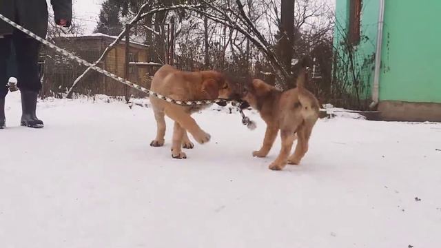 Испанский мастиф смотреть онлайн