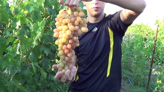 сорт винограда самба смотреть онлайн
