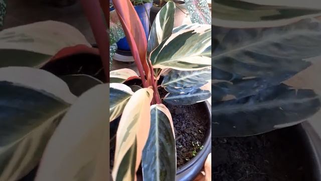 Maranta tricolor смотреть онлайн