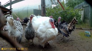 Рыцари, ежики пыжики, горлодер и прописи.