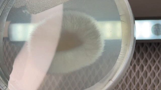 How to Clone Dehydrated Mushrooms смотреть онлайн
