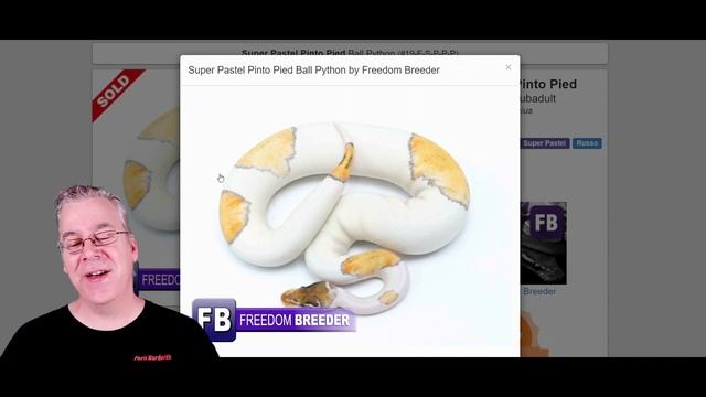 The 'Pinto Pied' Ball Python смотреть онлайн