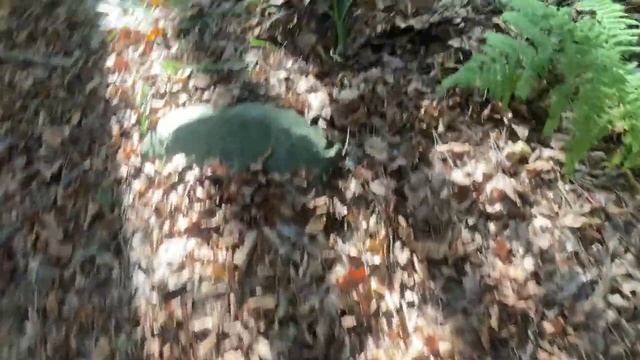 La Raccolta funghi porcini 2023 ??? #funghetto #funghi #funghiporcini смотреть онлайн