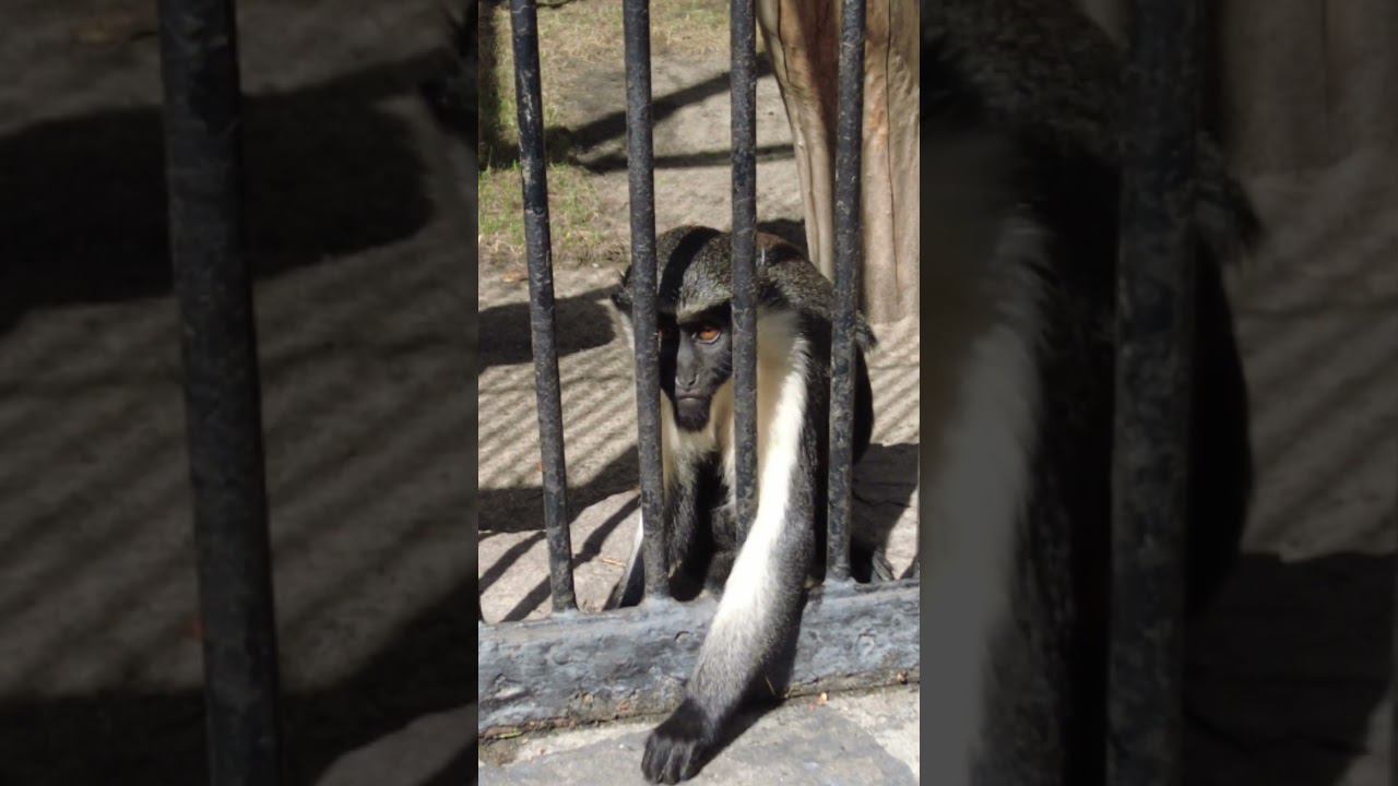 В России все любят гречку. И люди едят и звери #животные #еда #DenvasTV смотреть онлайн