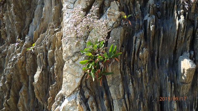 Limonium narbonense Greece by Theo Fotiadis смотреть онлайн