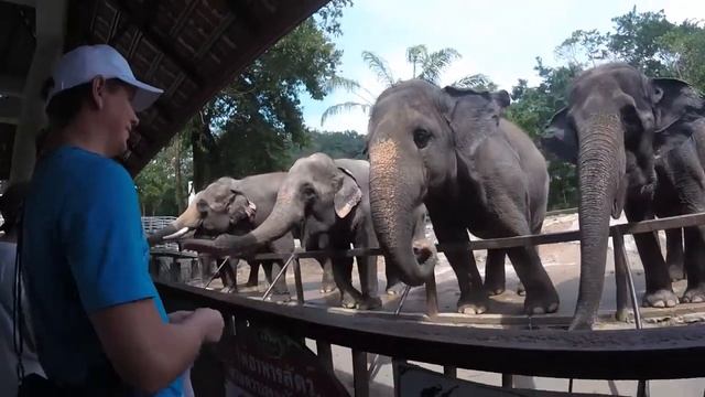 Зоопарк Кхао Кхео. Страусы, танец розовых фламинго, слоны, кенгуру. Часть 3 смотреть онлайн