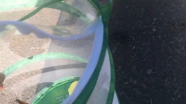 Выпустил первую бабочку ! Родились еще 2 бабочки ! продолжение бабочек монарх ! смотреть онлайн