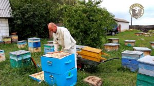 Откачать 130 кг товарного Мёда Оставить 34 кг Мёда на весну Собрать в зиму с Мёдом пчелиную семью
