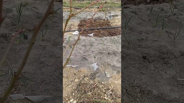 Голубика! Как чувствуют себя кусты Торо и дароу весной 28.03.2022.Суховей и возвратные заморозки.. смотреть онлайн